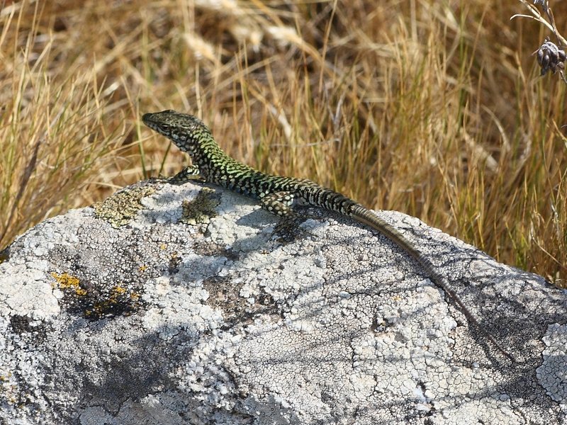 Lucertola da ID:  Podarcis muralis,  maschio